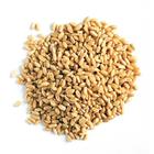 Семена Пшеница 25 кг оптом